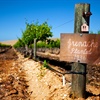 Grenache with Seth Kitzke